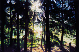 Frank Bauer - Bäume im Gegenlicht