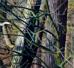 Frank Bauer - Bäume