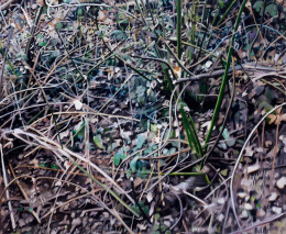 Frank Bauer - Gestrüpp