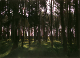 Frank Bauer - Kiefernwald
