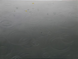 Frank Bauer - Regen 2