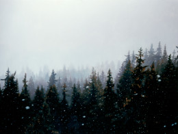 Frank Bauer - Schneetreiben