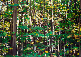 Frank Bauer - Wald (bei München)