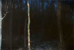 Frank Bauer - Wald (bei Nacht)