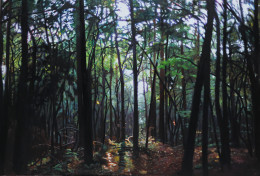 Frank Bauer - Wald Im Gegenlicht 2