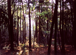 Frank Bauer - Wald (im Gegenlicht)