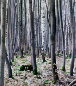 Frank Bauer - Wald (mit Birken)