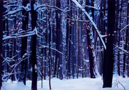 Frank Bauer - Wald (Spessart)