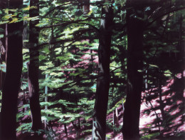 Frank Bauer - Wald (Thüringen)